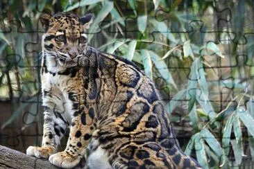 Clouded Leopard