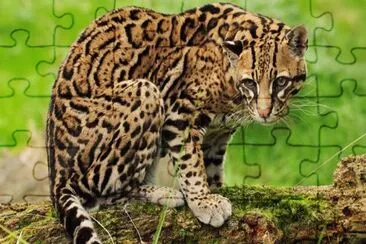 Ocelot