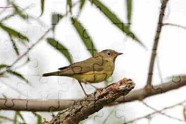 Parula del connecticut