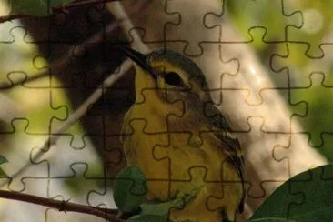 Dendroica vitellina jigsaw puzzle