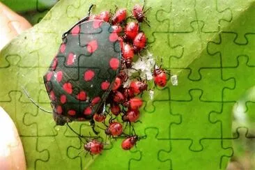 natural jigsaw puzzle