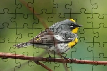 Dendroica coronata jigsaw puzzle