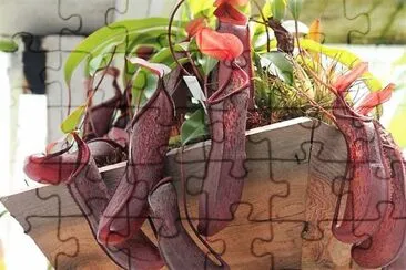 natural jigsaw puzzle