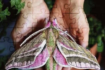 natural jigsaw puzzle