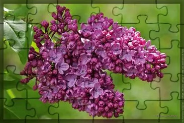 Lilas