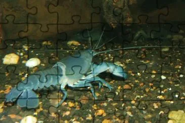 Yabby