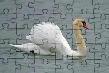 Swan