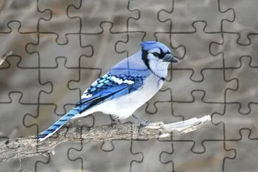 Bluejay