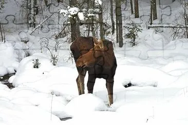 Moose