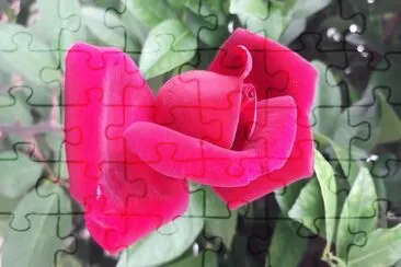 flores jigsaw puzzle