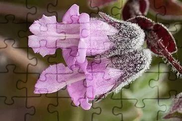 flores jigsaw puzzle