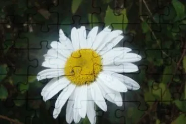 Flor blanca