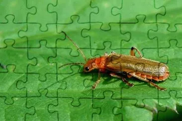 Cantharis pallida jigsaw puzzle