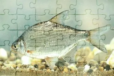 Blicca jigsaw puzzle