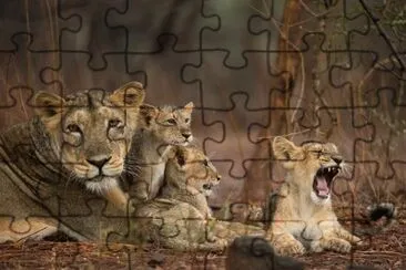 Asiatic Lioness with Cubs