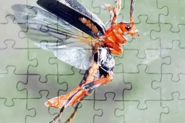 Cantharis livida jigsaw puzzle