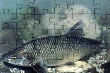 Pigo jigsaw puzzle