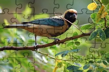 Tangara cayana jigsaw puzzle