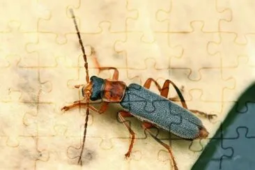 Cantharis lateralis jigsaw puzzle