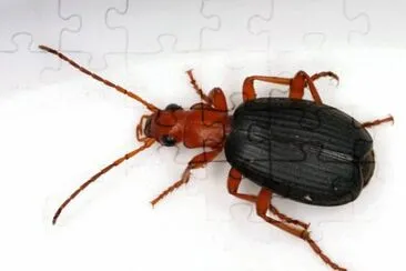 Brachinus