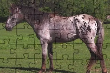 Walkaloosa jigsaw puzzle