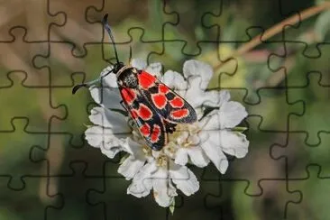 Zygaena carniolica