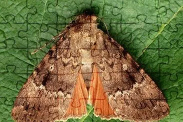 פאזל של Amphipyra pyramidea