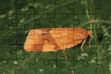 Aphelia ferrugana jigsaw puzzle