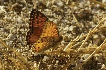 Argynnis elisa jigsaw puzzle