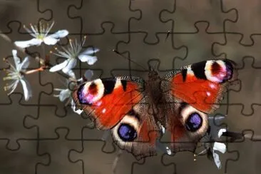 Aglais io jigsaw puzzle