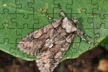 פאזל של Allophyes corsica