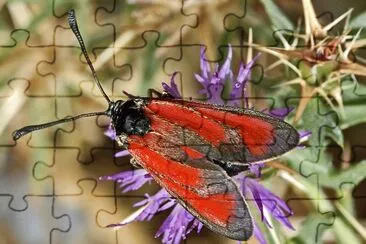 Zygaena erythrus jigsaw puzzle