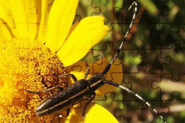 Agapanthia suturalis