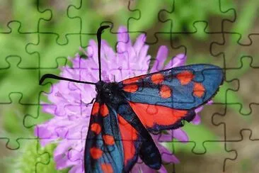 Zygaena transalpina jigsaw puzzle