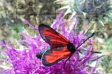 פאזל של zygaena purpuralis