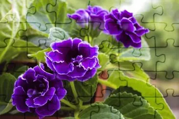 Gloxinia jigsaw puzzle