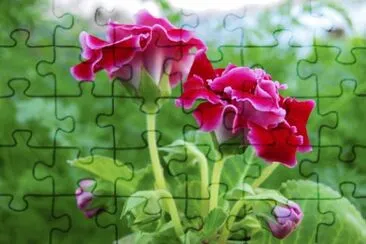 Gloxinia jigsaw puzzle