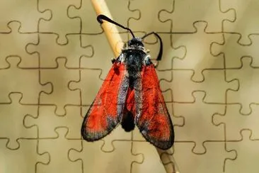 Zigaena punctum jigsaw puzzle