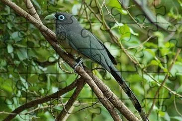 Malkoha blue faled