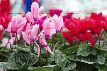 Cyclamen