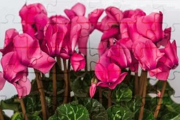 Cyclamen jigsaw puzzle