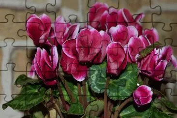 Cyclamen