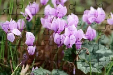 Cyclamen jigsaw puzzle