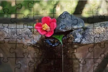 Agua e flor jigsaw puzzle