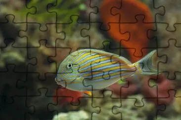 Bonito 2 jigsaw puzzle