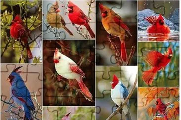 Cardinals