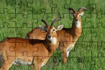 ANTILOPES jigsaw puzzle