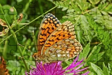 Argynnis niobe