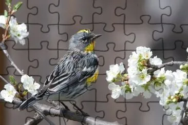 Yellow rumped warbler