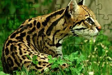 Ocelote